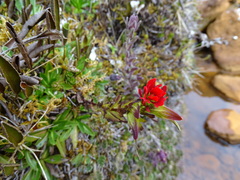 Castilleja fissifolia