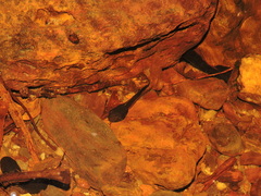 Bokermannohyla martinsi