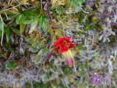 Castilleja fissifolia