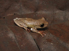 Bokermannohyla nanuzae