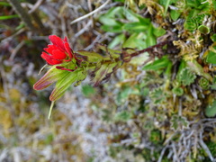 Castilleja fissifolia