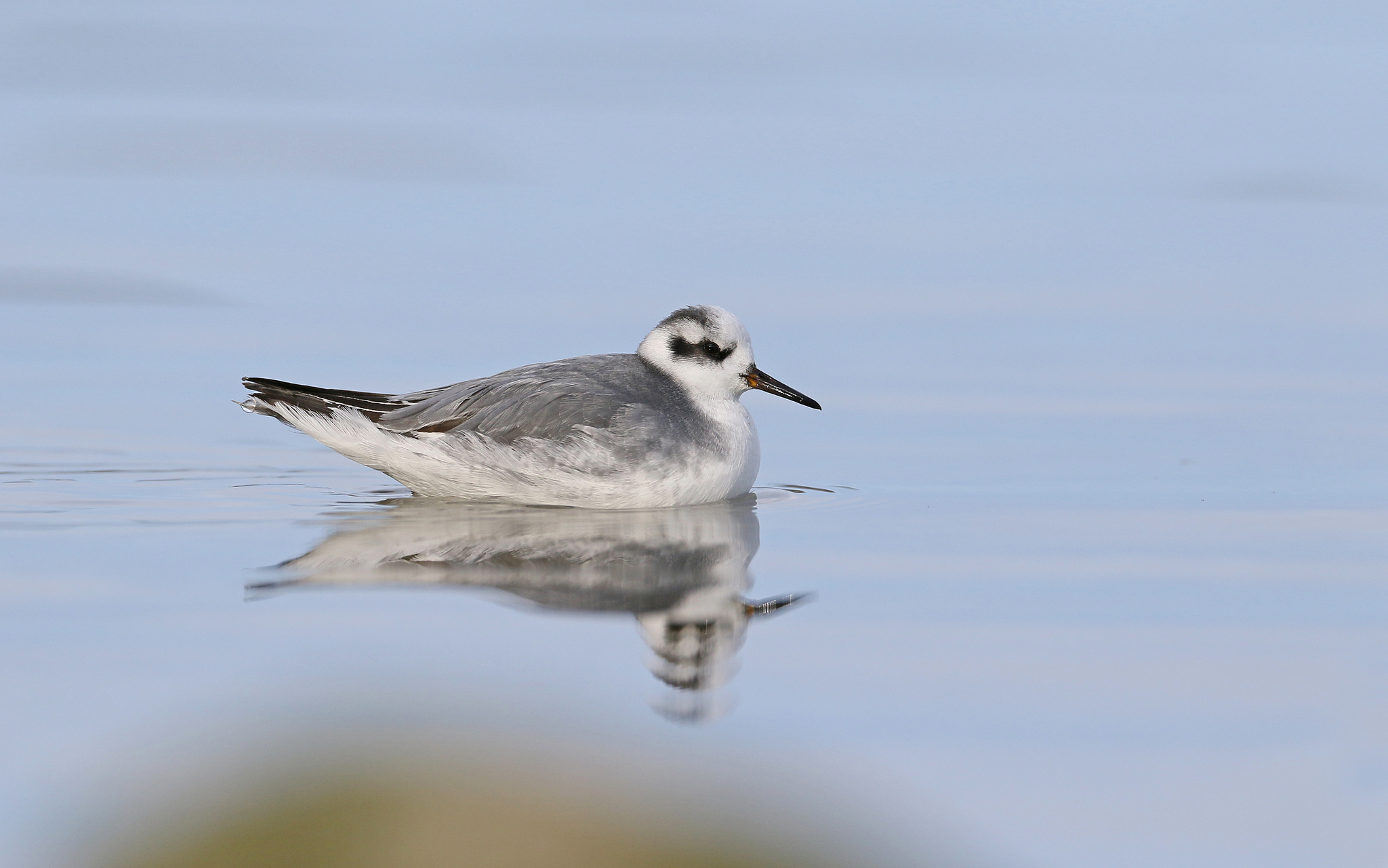 Grey Phalarope (Phalaropus fulicarius)
