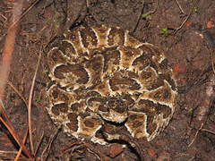 Bothrops neuwiedi