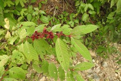 Decodon