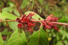 Decodon