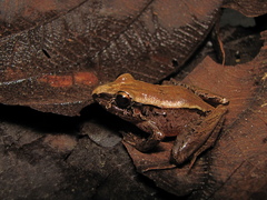 Ischnocnema izecksohni