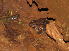 Leptodactylus labyrinthicus