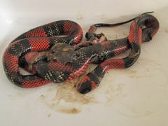 Oxyrhopus guibei