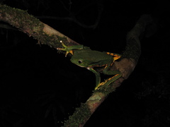Phyllomedusa burmeisteri