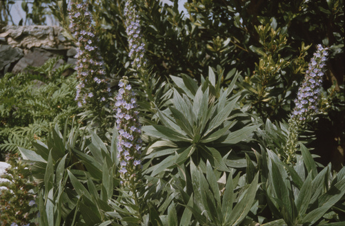 Image of Echium acanthocarpum by (c) Felicia Seichter, some rights reserved (CC BY)