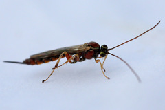 Tromatobia lineatoria