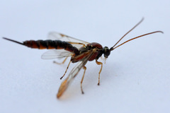 Tromatobia lineatoria