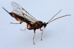 Tromatobia lineatoria