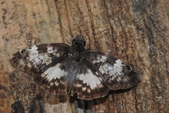 Chiomara georgina
