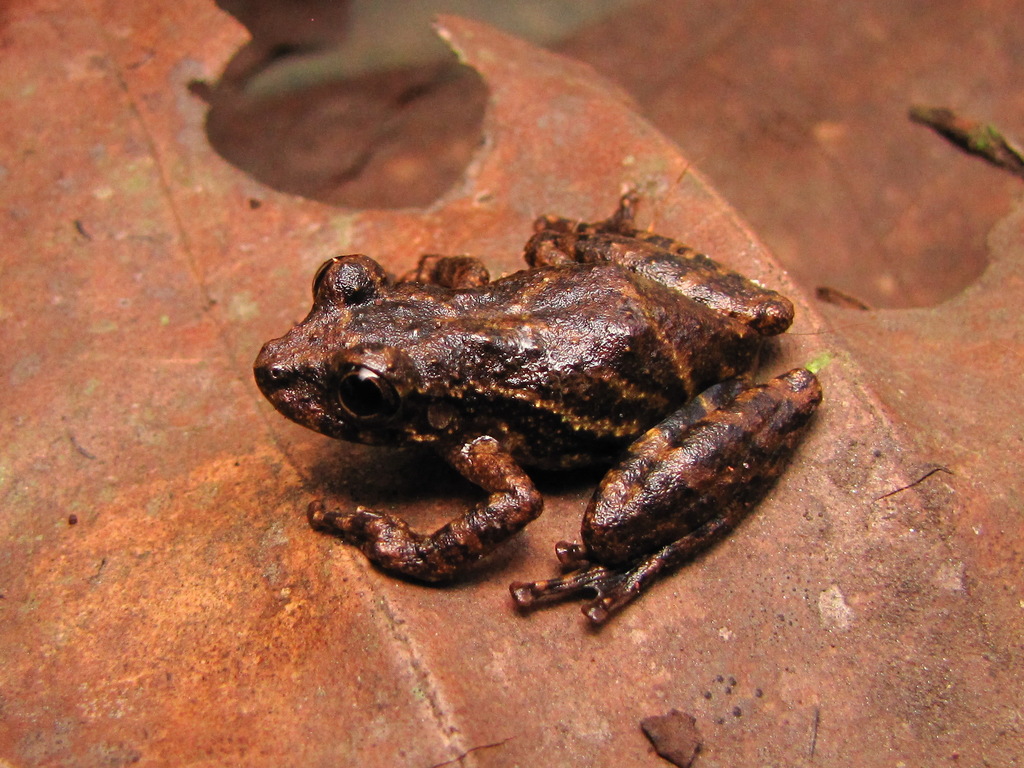 Lutz's Snouted Treefrog