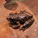 Lutz's Snouted Tree Frog - Photo (c) Henrique C. Costa, some rights reserved (CC BY-NC), uploaded by Henrique C. Costa