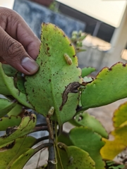 Talicada nyseus nyseus