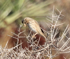 Passerculus sandwichensis rostratus