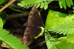 Pellicia