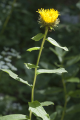 Pentanema orientale