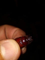 Oxygrylius ruginasus