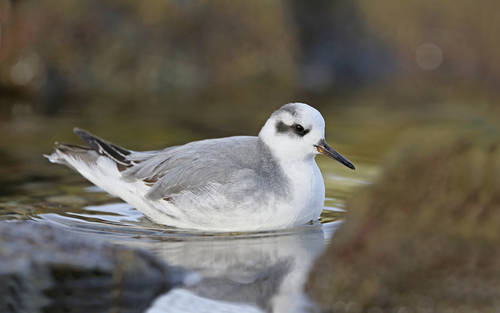 Red Phalarope