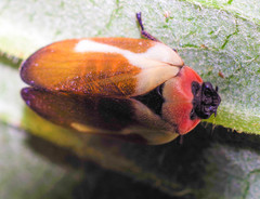 Sphenorhina quadrifera