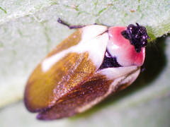 Sphenorhina quadrifera