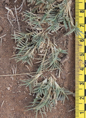 Distichlis littoralis