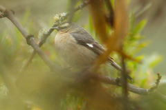Conirostrum cinereum