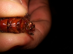 Oxygrylius ruginasus