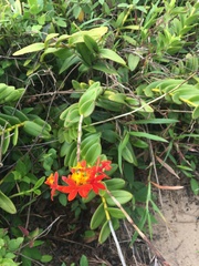 Epidendrum fulgens