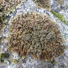 Xanthoparmelia loxodes