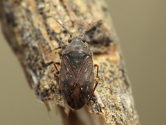 Stygnocoris