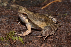 Physalaemus albonotatus
