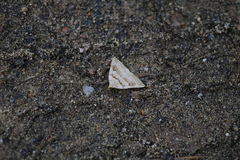 Petrophora subaequaria