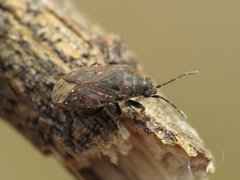 Stygnocoris