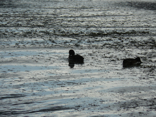 Patkarice (Anseriformes)