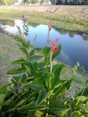 Canna indica
