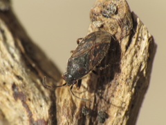 Stygnocoris