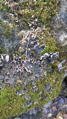 Peltigera elisabethae