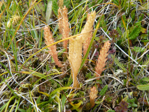 plavúnka brvitá (Selaginella selaginoides)