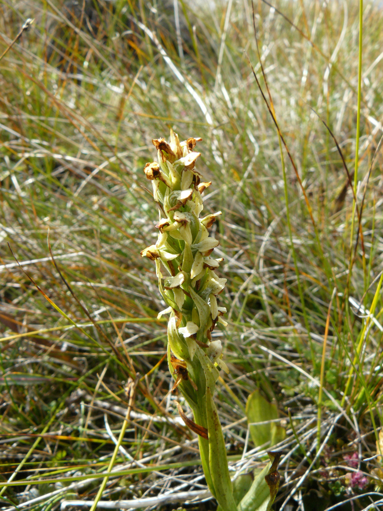 Platanthera hyperborea