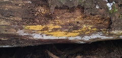 Coniophoraceae