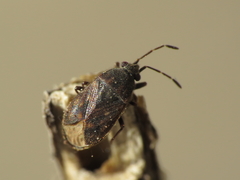 Stygnocoris