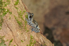 Theloderma vietnamense