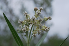 Asclepias boliviensis