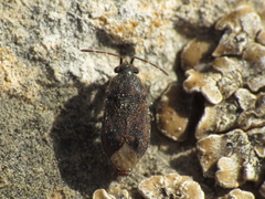 Stygnocoris