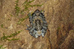 Theloderma vietnamense