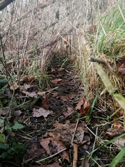 Myocastor coypus